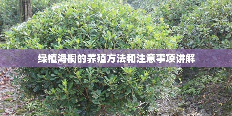 绿植海桐的养殖方法和注意事项讲解