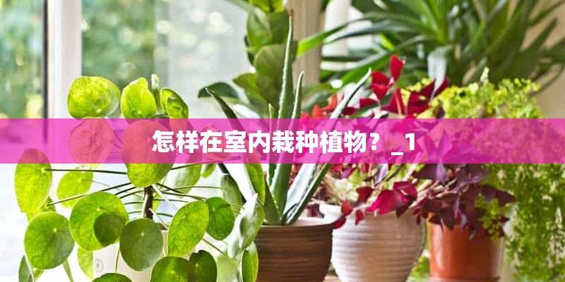 怎样在室内栽种植物?_1 怎样在室内栽种植物?_1