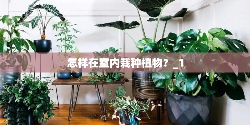 怎样在室内栽种植物?_1 怎样在室内栽种植物?_1