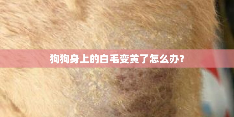 狗狗身上的白毛变黄了怎么办？