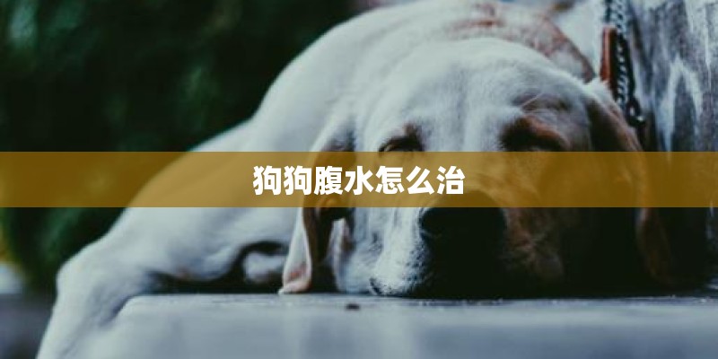 狗狗腹水怎么治