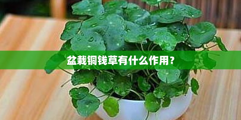 适合水培的小植物 适合水培的小植物