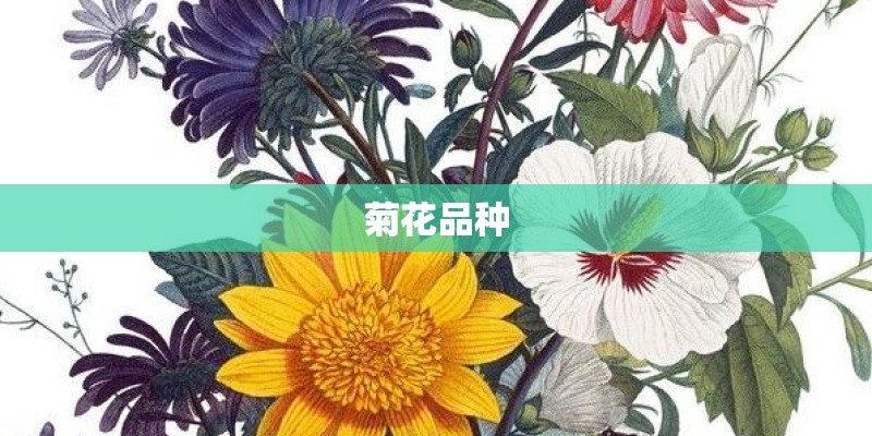 菊花品种