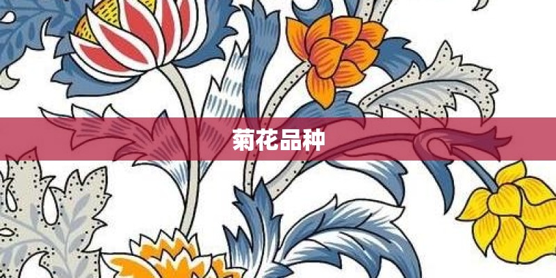 菊花品种