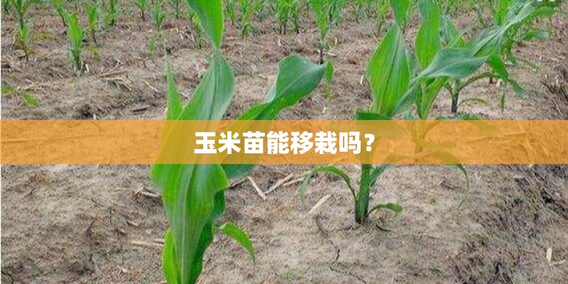 玉米苗能移栽吗？
