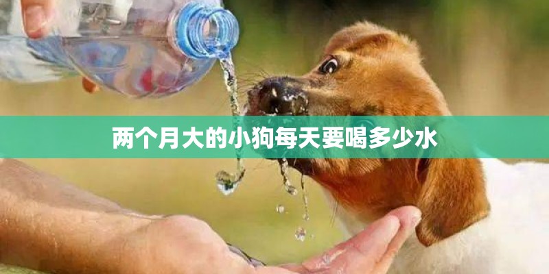 两个月大的小狗每天要喝多少水