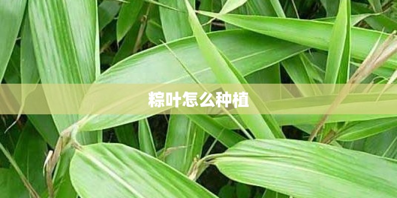 粽叶怎么种植