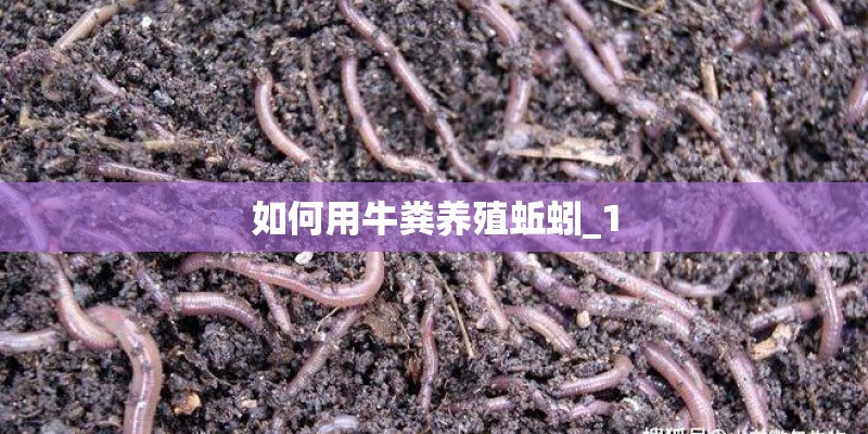 如何用牛粪养殖蚯蚓_1