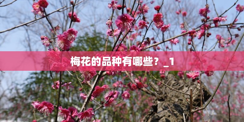 梅花的品种有哪些？_1