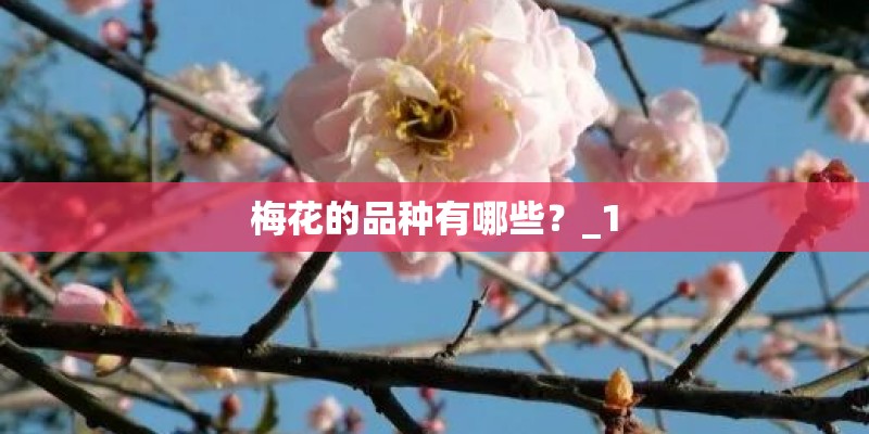 梅花的品种有哪些？_1