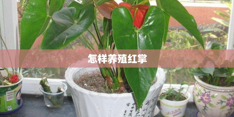 生态护岸的分类建设？