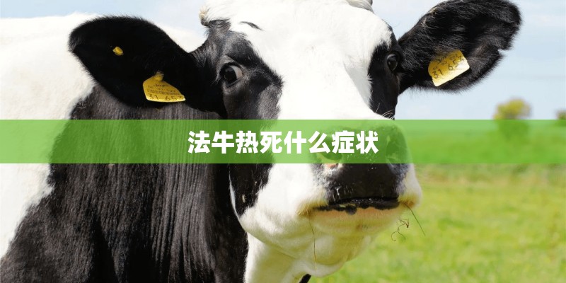 法牛热死什么症状