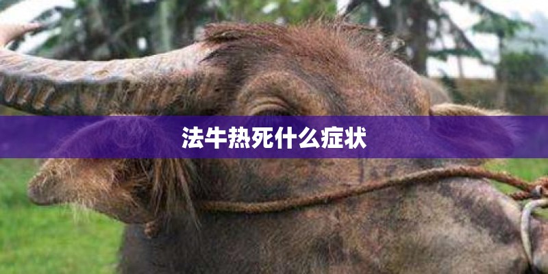 法牛热死什么症状