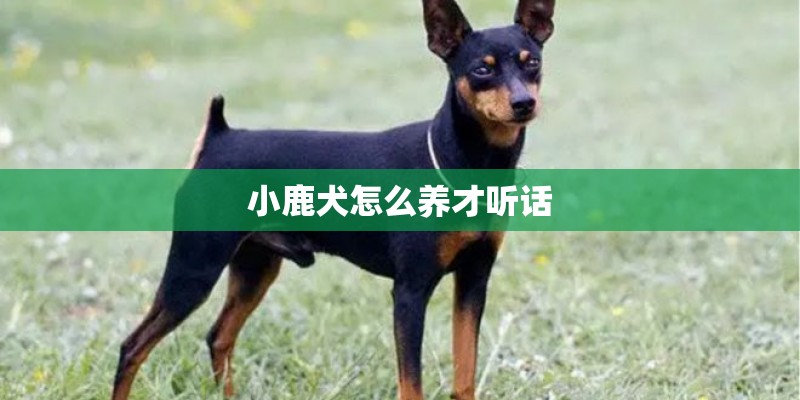 杜宾犬几个月算发育完整(主要是身高啊