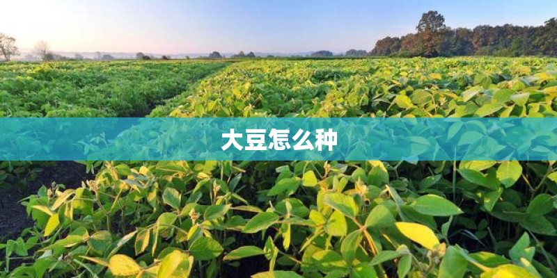大豆怎么种