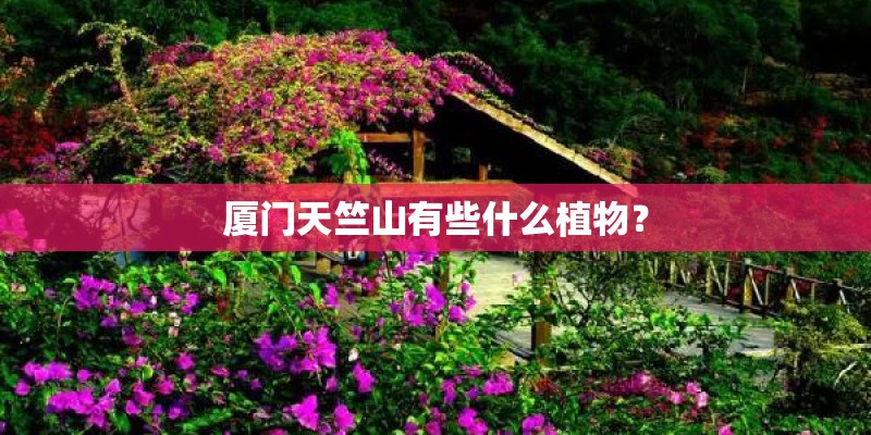 厦门天竺山有些什么植物？