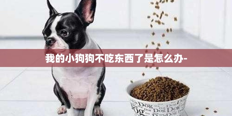 我的小狗狗不吃东西了是怎么办-