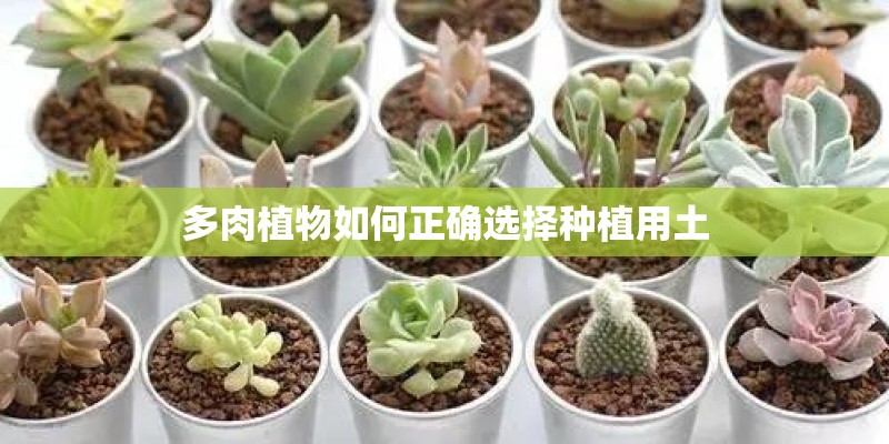 多肉植物如何正确选择种植用土