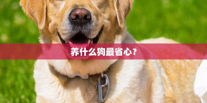 养什么狗最省心？