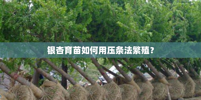 银杏育苗如何用压条法繁殖? 银杏育苗如何用压条法繁殖?