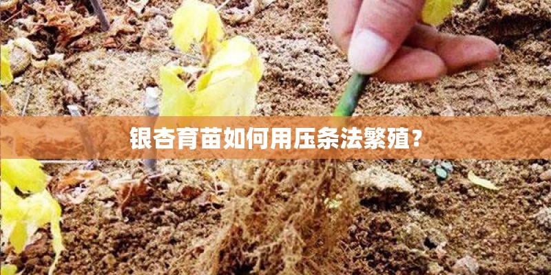 银杏育苗如何用压条法繁殖? 银杏育苗如何用压条法繁殖?