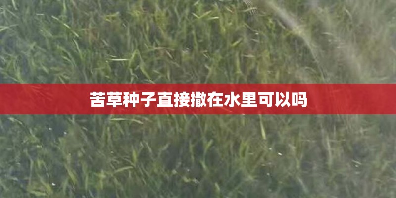 苦草种子直接撒在水里可以吗