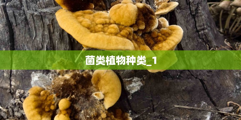 菌类植物种类_1