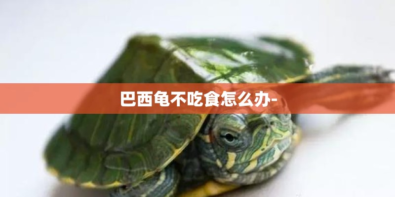巴西龟不吃食怎么办-