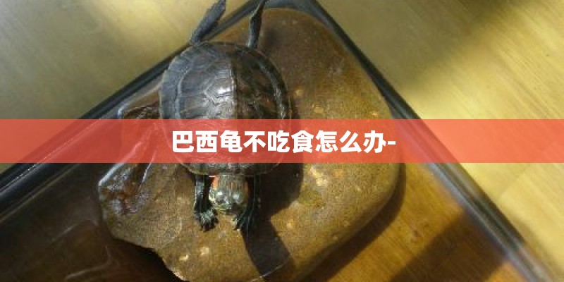 巴西龟不吃食怎么办-