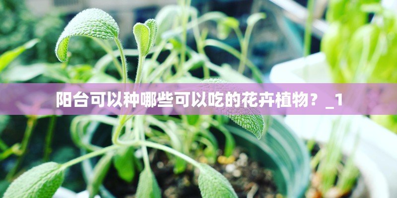 阳台可以种哪些可以吃的花卉植物？_1