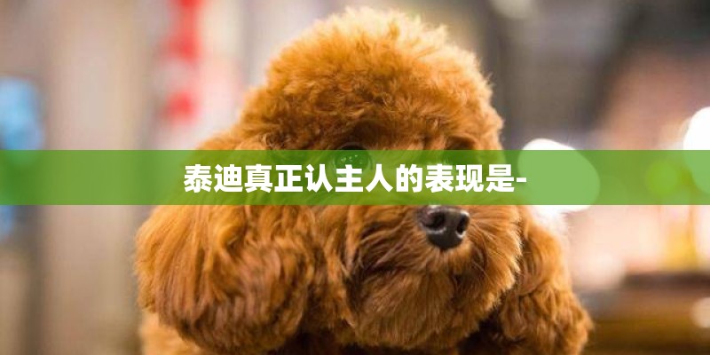 泰迪真正认主人的表现是-