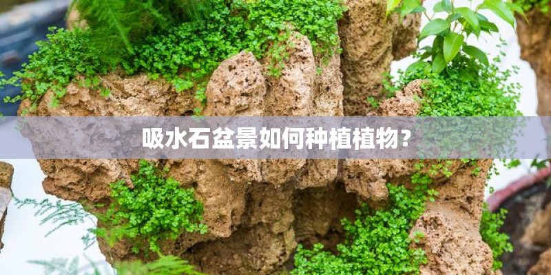 吸水石盆景如何种植植物？