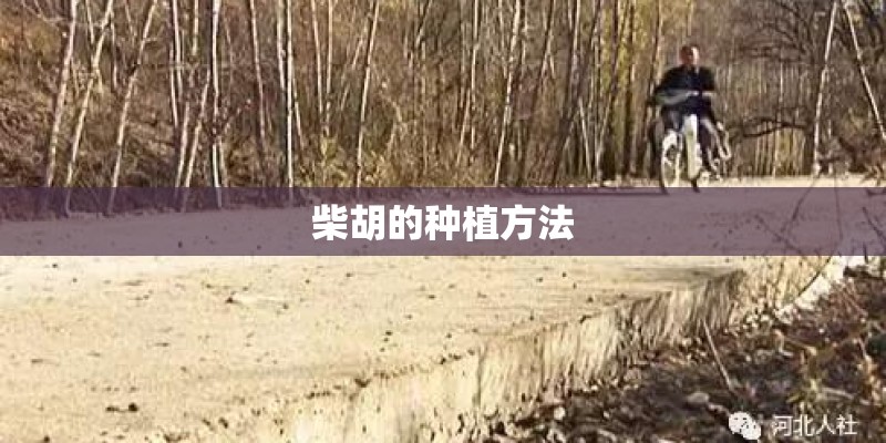 柴胡的种植方法