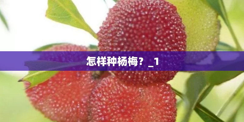 怎样种杨梅？_1