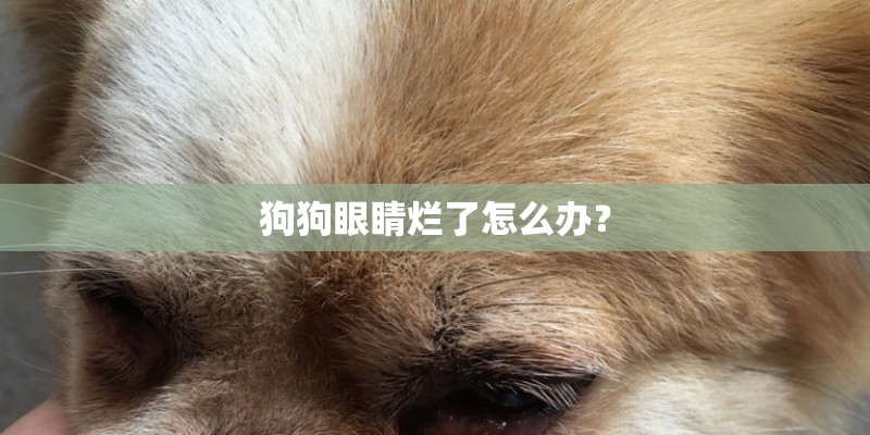 狗狗眼睛烂了怎么办？