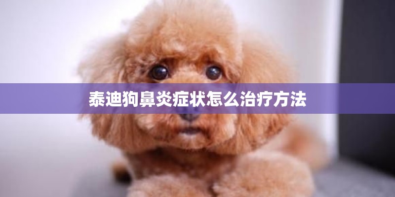 泰迪狗鼻炎症状怎么治疗方法