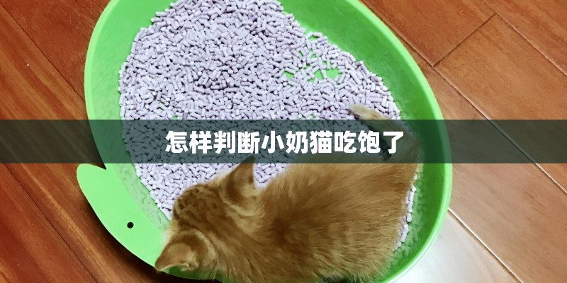 怎样判断小奶猫吃饱了