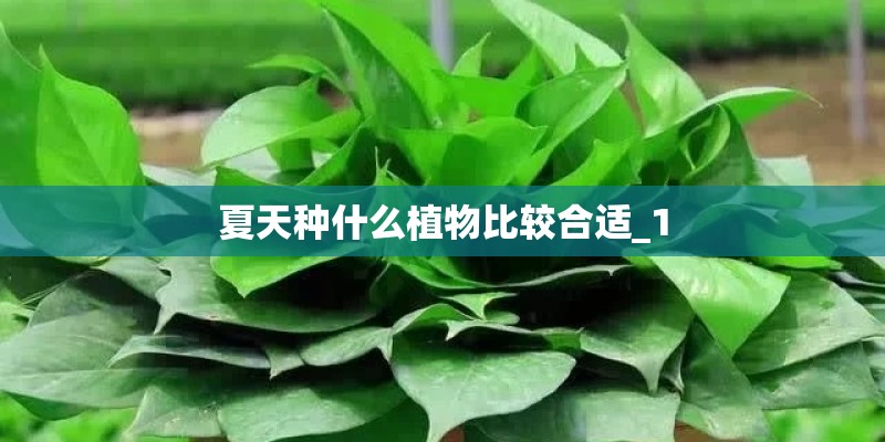 夏天种什么植物比较合适_1