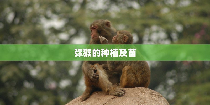 弥猴的种植及苗