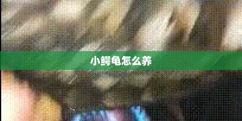 小鳄龟怎么养