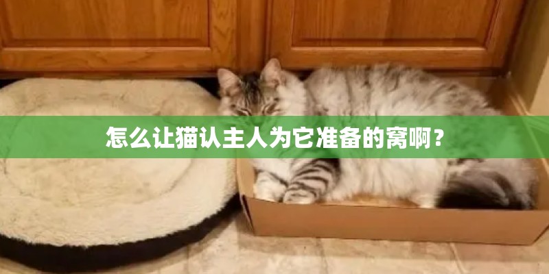 怎么让猫认主人为它准备的窝啊？
