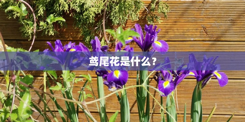 鸢尾花是什么？