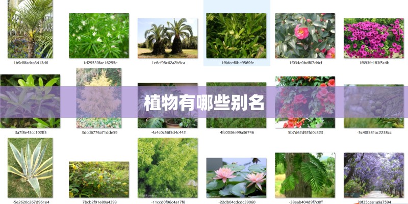 植物有哪些别名