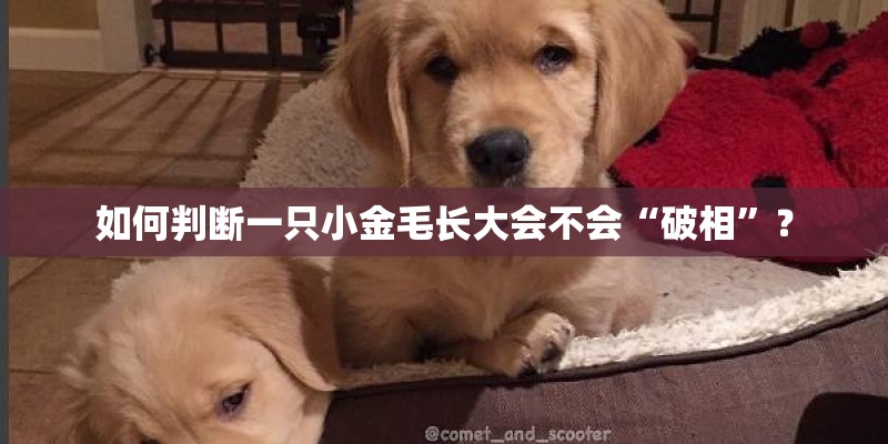 如何判断一只小金毛长大会不会“破相”？