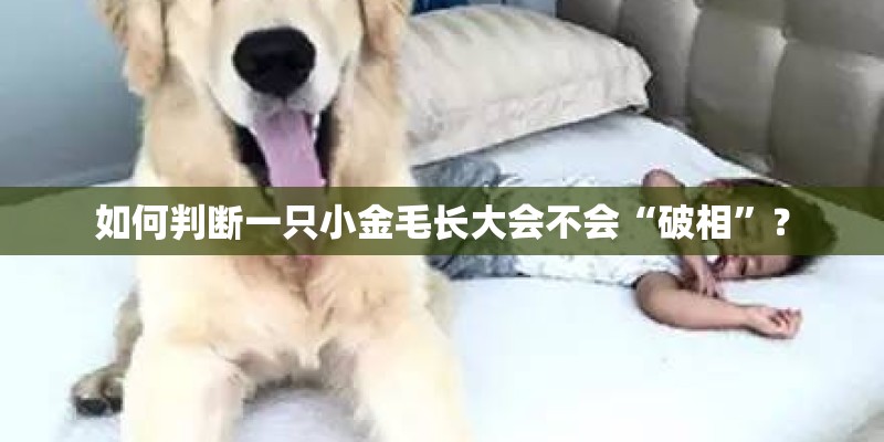如何判断一只小金毛长大会不会“破相”？