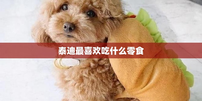 泰迪最喜欢吃什么零食