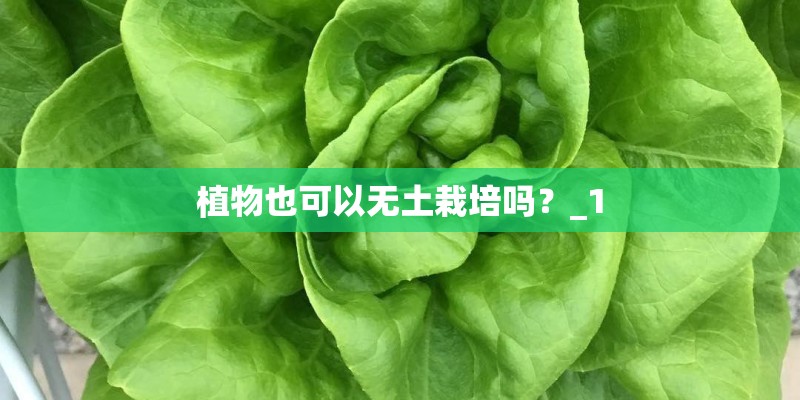 植物也可以无土栽培吗？_1