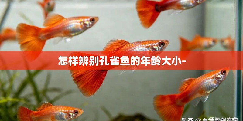 怎样辨别孔雀鱼的年龄大小-