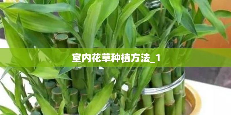 室内花草种植方法_1