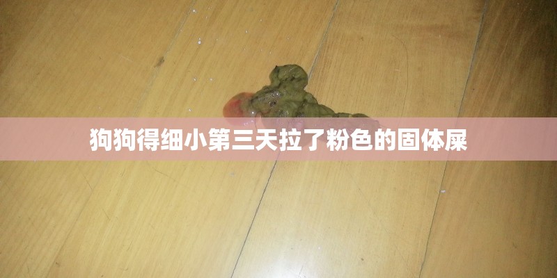狗狗得细小第三天拉了粉色的固体屎
